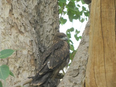 That Bird!