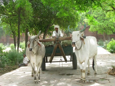 Taj Campus