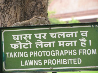 Wildlife ?