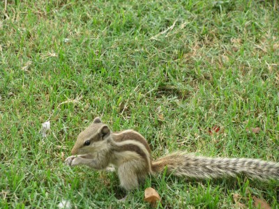 Wildlife 2 ?