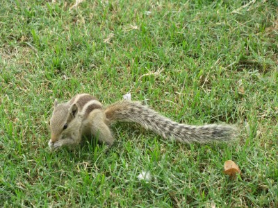 Wildlife ?