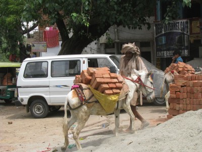 Donkey, no not you, donkey!