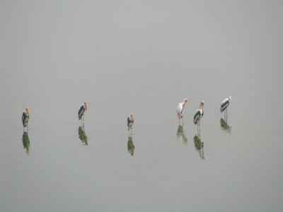 Birds in the lake behind Taj Mahal