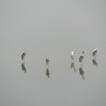 Birds in the lake behind taj mahal