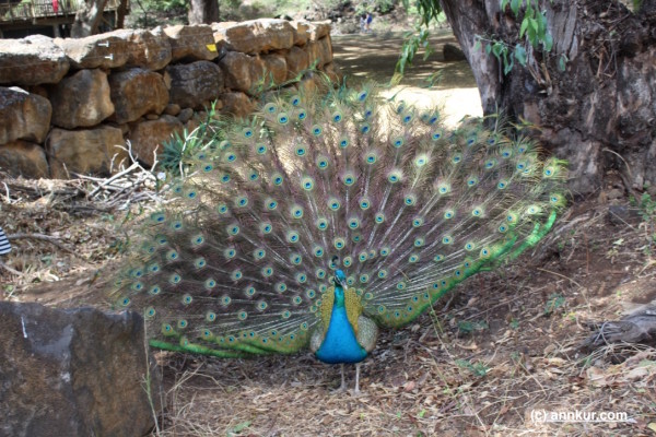 Peacock at Casela, Mauritius