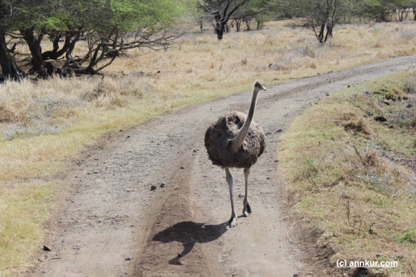 Ostrich at Casela, Mauritius