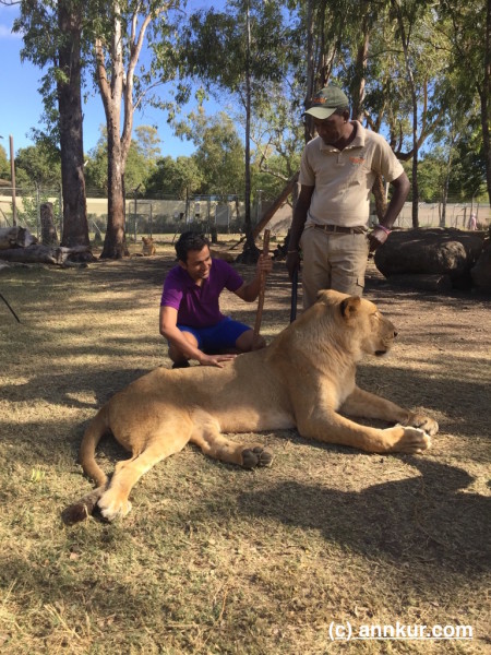 Casela Lion (Big Cats)